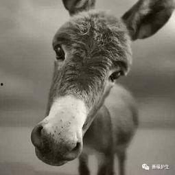 二驴和阿译最新爆料,揭秘娱乐圈幕后真相